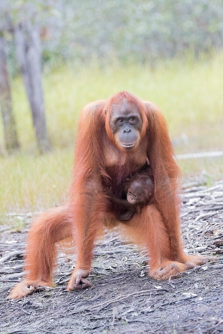 Asia,Indonesia,Borneo,Tanjung Puting National Park,Bornean orangutan (Pongo pygmaeus pygmaeus),Adult female with a baby.