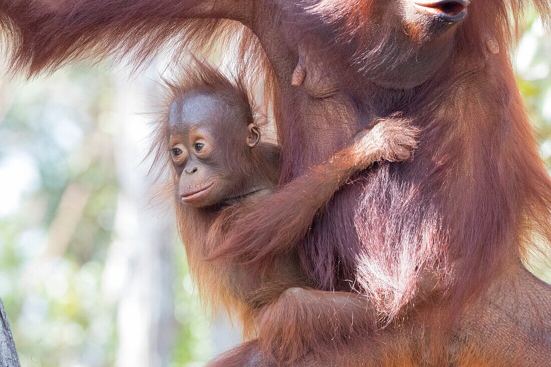 Asia,Indonesia,Borneo,Tanjung Puting National Park,Bornean orangutan (Pongo pygmaeus pygmaeus),Adult female with a baby.