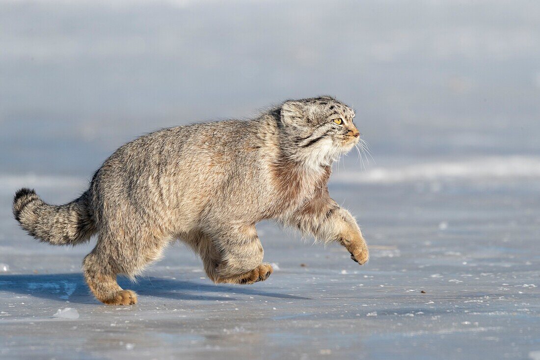 Asia,Mongolia,East Mongolia,Steppe area,Pallas's cat (Otocolobus manul),moving,walking.