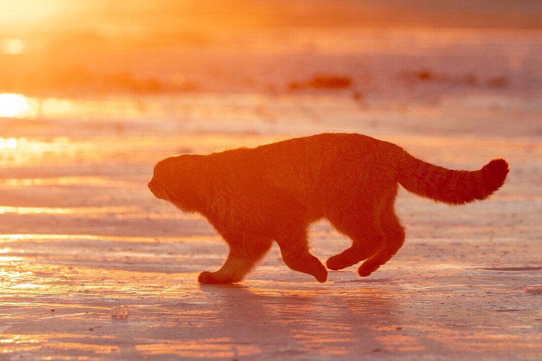 Asia,Mongolia,East Mongolia,Steppe area,Pallas's cat (Otocolobus manul),moving,running.