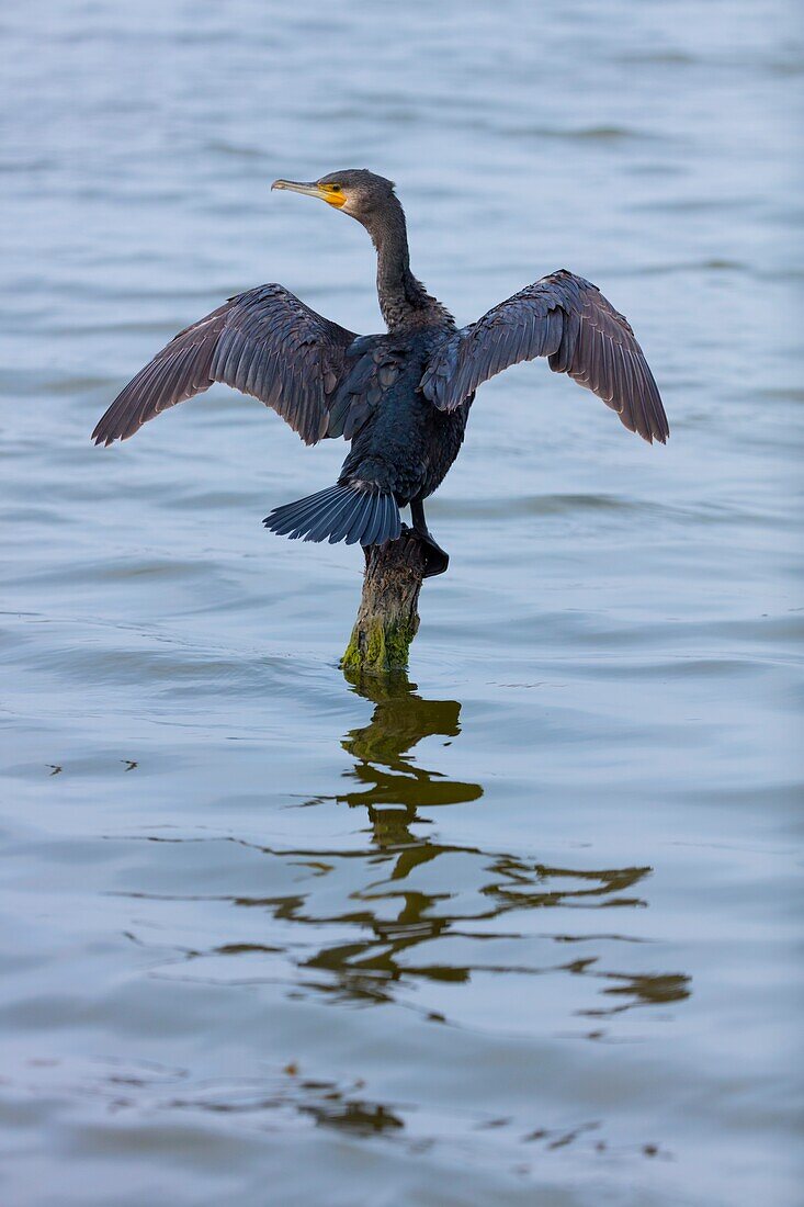 Great Cormorant (Phalacrocorax carbo,The Danubio Delta,Periprava,Romania
