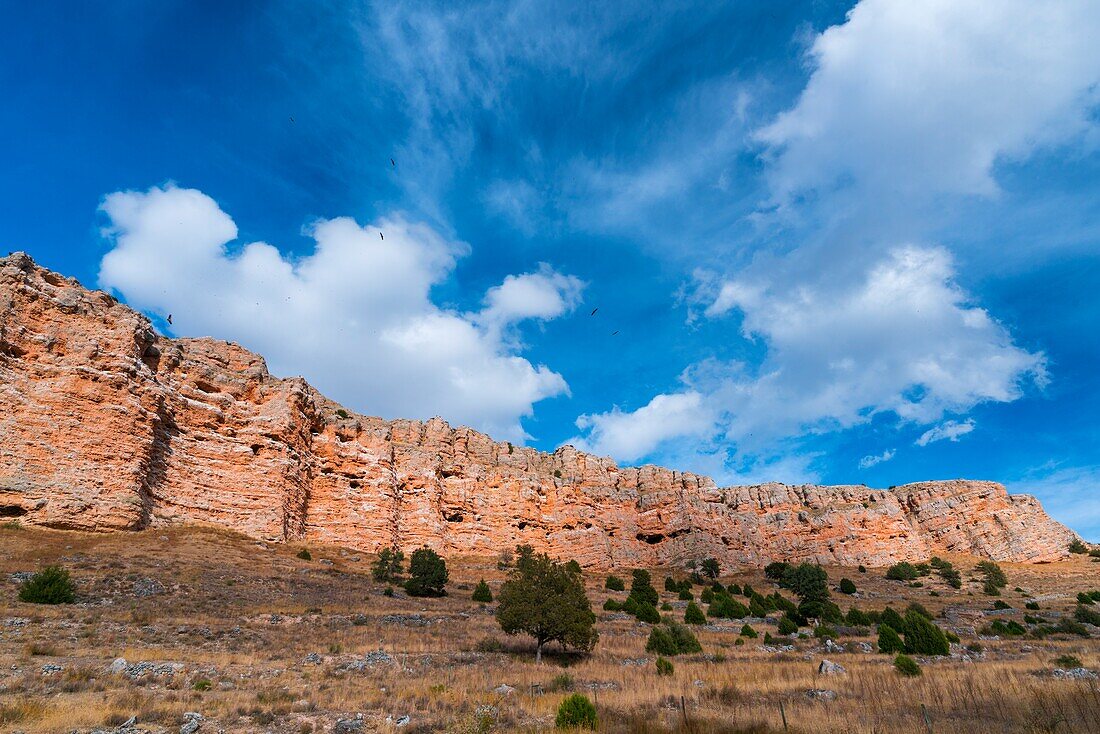 Clouds and Griffon vultures,Hoces del Rio Riaza Natural Park,Rio Riaza,Montejo de la Vega de la Serrezuela,Segovia,Castilla y Leon,Spain,Europe.