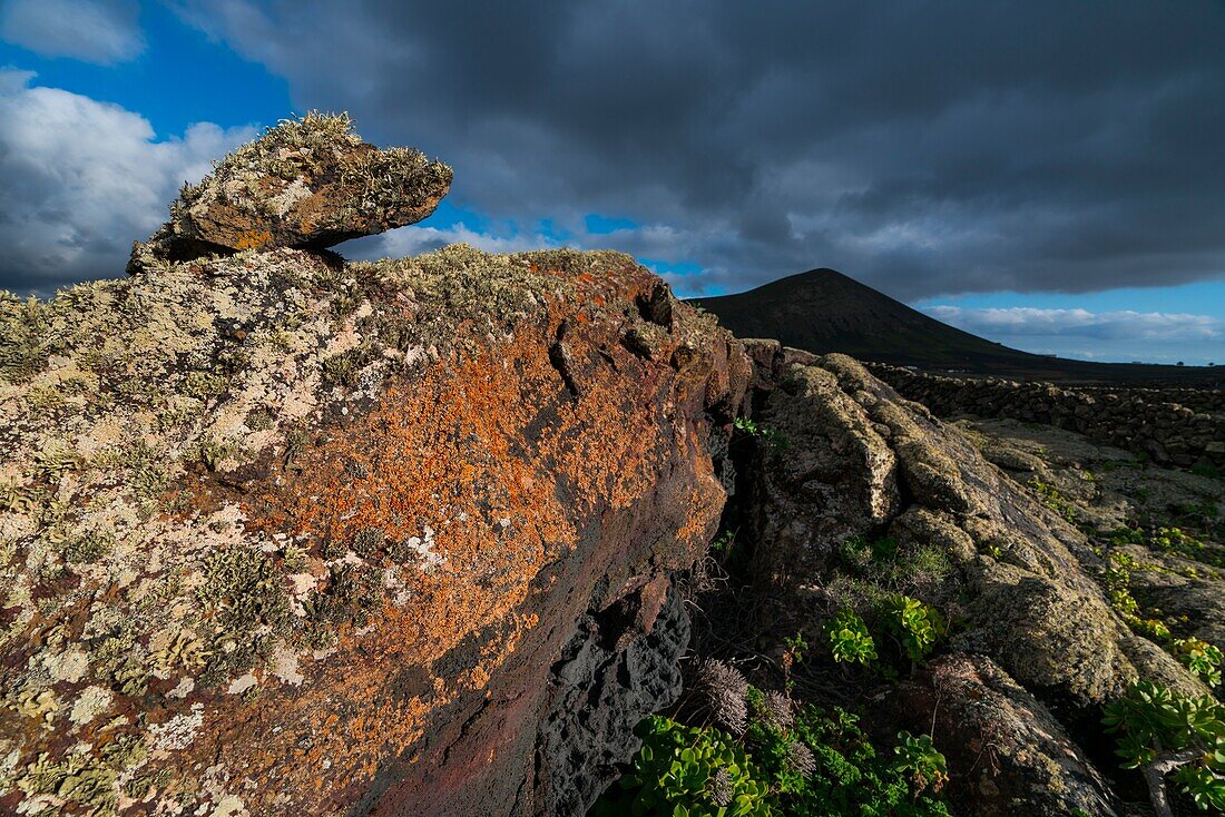 Lava field and lichen ,La Geria,Lanzarote Island,Canary Islands,Spain,Europe.