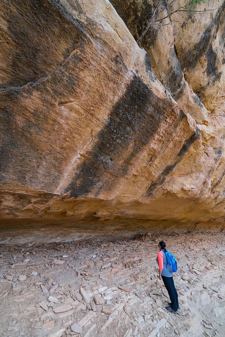 Trail to Mesa Verde's Petroglyph Point,Mesa Verde National Park,Unesco World Heritage Site,Colorado,Usa,America.