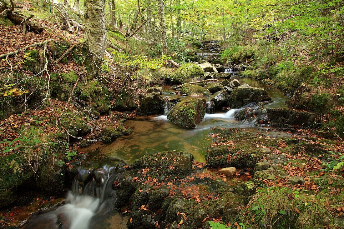 Bach im Barranco de Las Rameras der Sierra Cebollera. La Rioja, Spanien