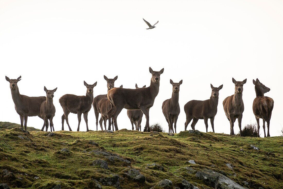 Red deer,Cervus elaphus scoticus,Cairngorms National Park,Highlands,Scotland,United Kingdom.