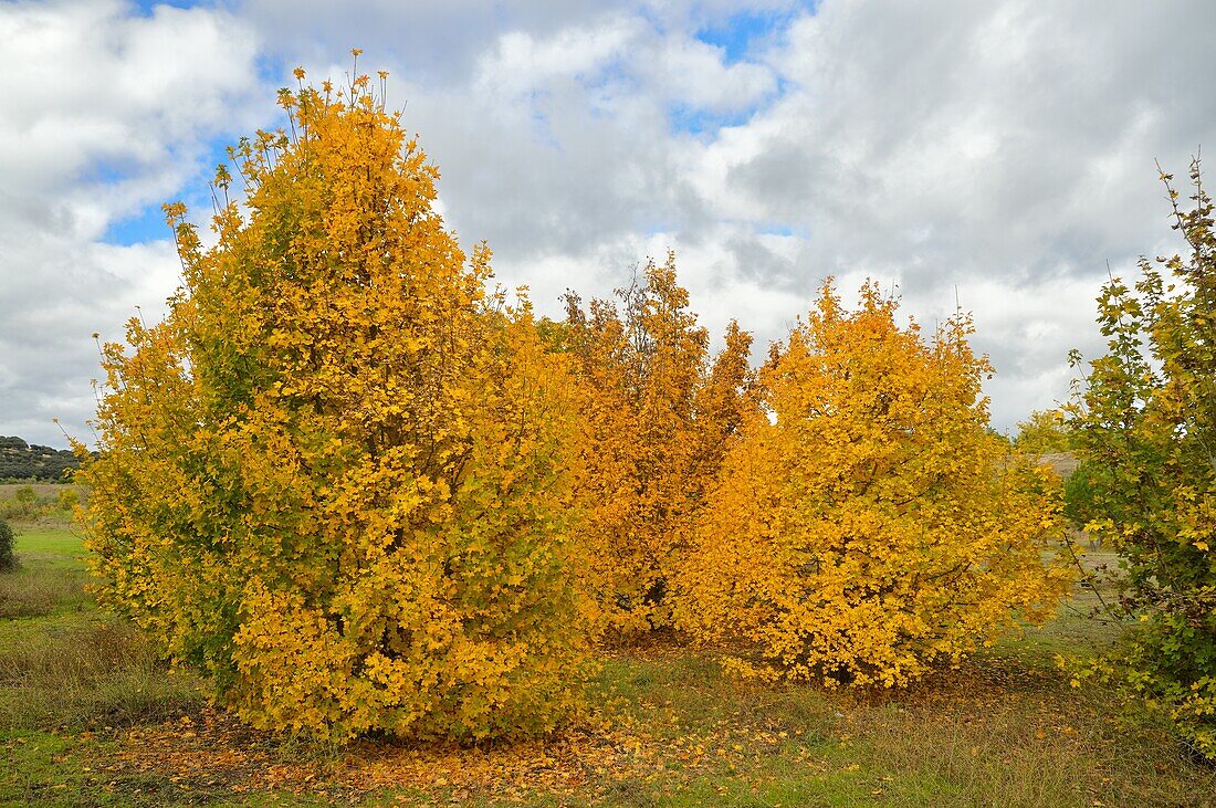 Feldahorne (Acer campestre) im Herbst