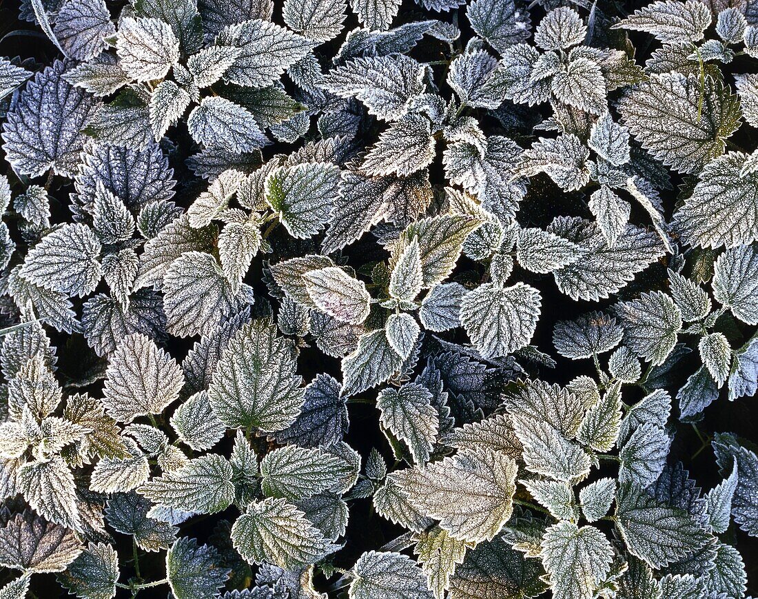 Leafs of nettle in first frost