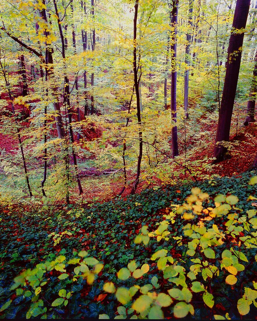 Autumn wood. Poland.