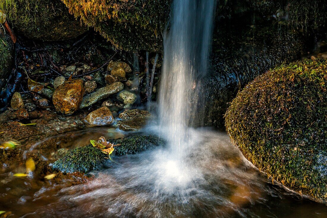 Kleiner Wasserfall und Moos am Bach Solana Toro im Iruelas-Tal. Eine Villa. Spanien. Europa.