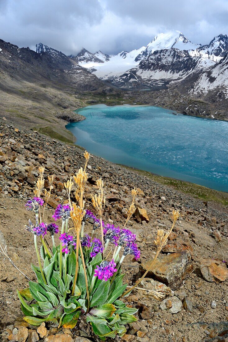 Primula turkestanica im Ala Kol See 3500 m ü.M. im Tien-Shan-Gebirge, Kirgisistan.