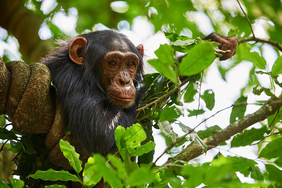 Chimpanzee juvenile (Pan troglodytes schweinfurthii) in a tree. Kibale National Park,Uganda.