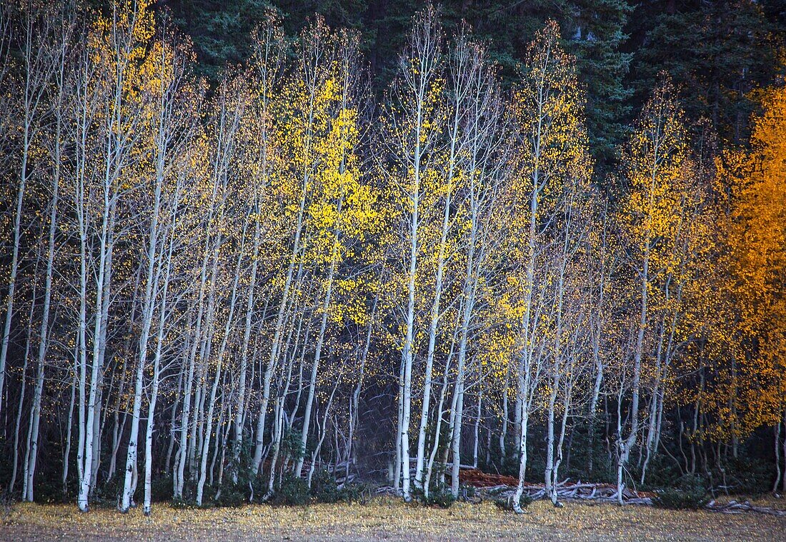Herbstfarben sind in den Aspen Tree-Wäldern am North Rim des Grand Canyon National Park in Arizona angekommen.