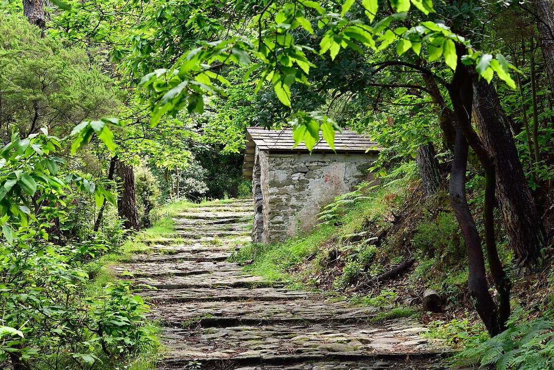 Italy,Liguria,Cinque Terre National Park,World Heritage Site,The trail to Madonna di Soviore church.