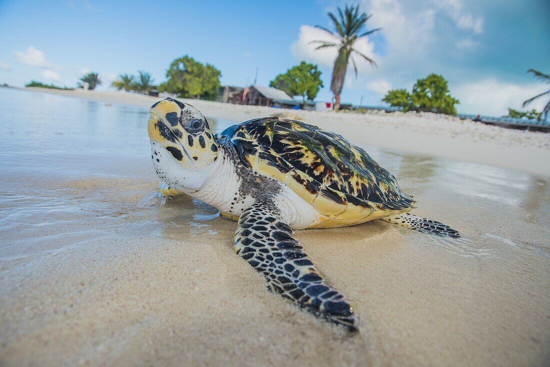 Turtle (Eretmochelys imbricata,Cheloniidae family).