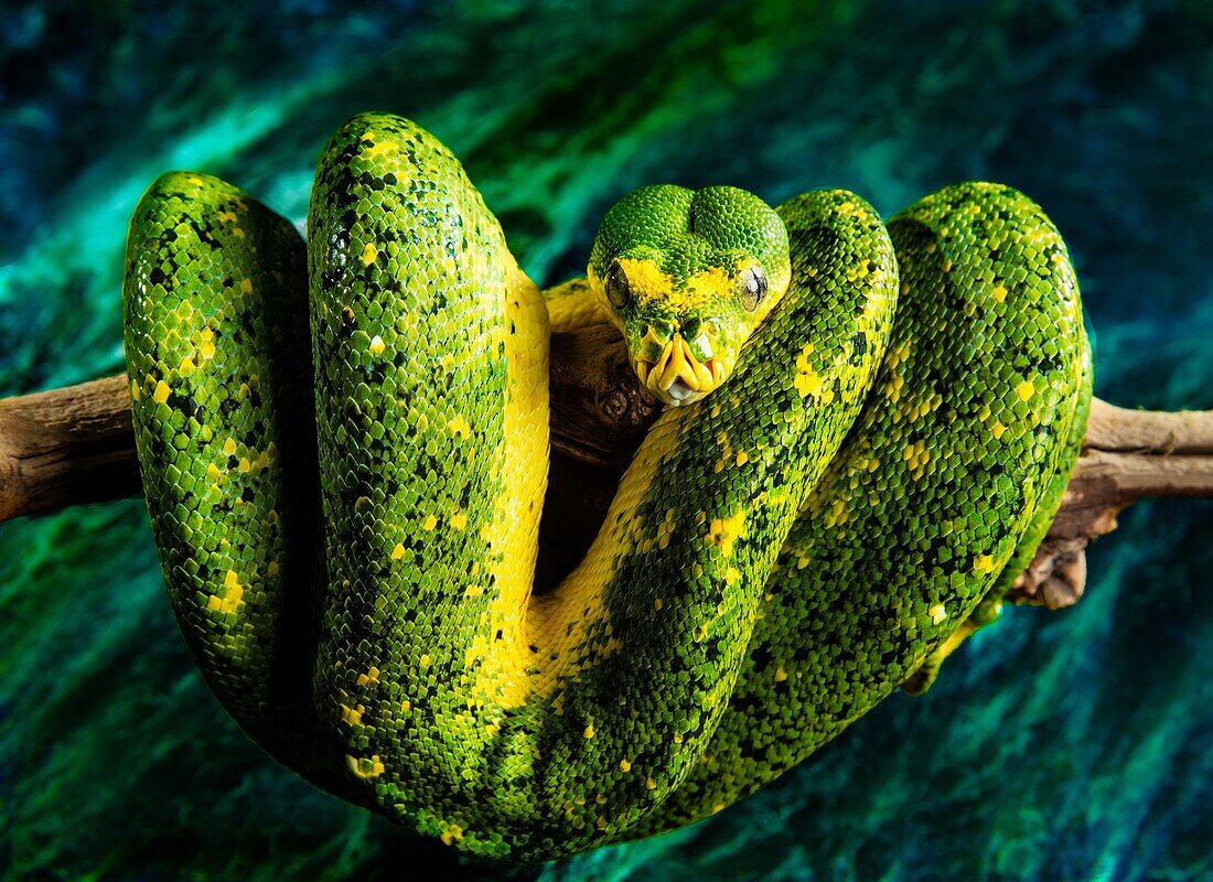Green Tree Python drinking on branch over turqouis water.