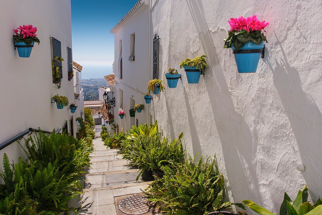 Typische Straße mit Blumen, weißes Dorf Mijas. Provinz Málaga Costa del Sol. Andalusien, Südspanien Europa.