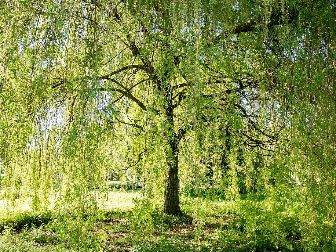 Trauerweide / Salix babylonica.