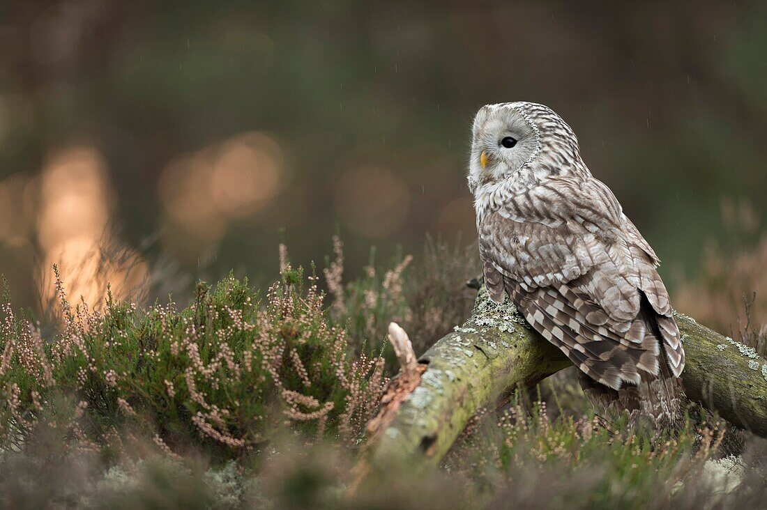 Ural Owl ( Strix uralensis ),perched on an old piece of wood,in open land,at daybreak,light rain,backside view.