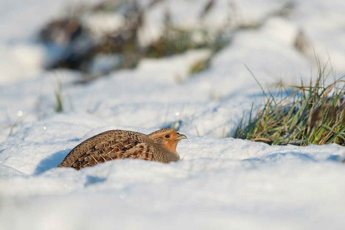 Graues Rebhuhn / Rebhuehner (Perdix perdix) im Winter, liegend, drückend, versteckt auf dem Boden in einer Schneepfanne, sonniger Tag, Europa.