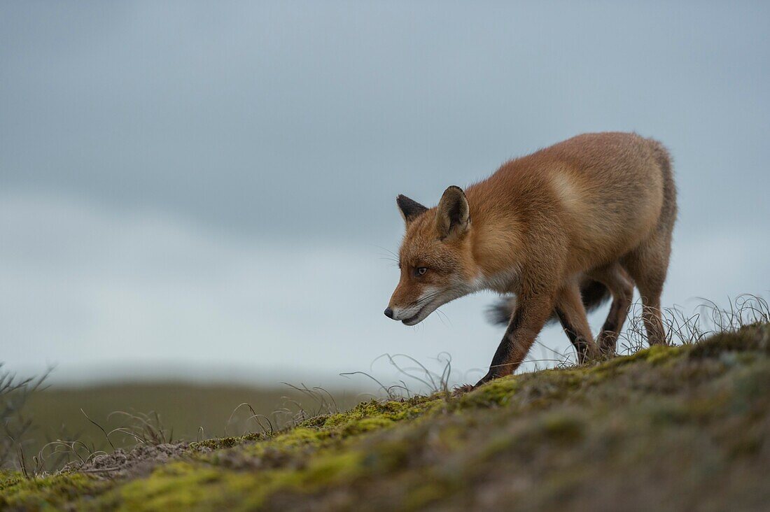 Red Fox ( Vulpes vulpes ) hunting in open land,on top of a hill,against cloudy sky,last light.