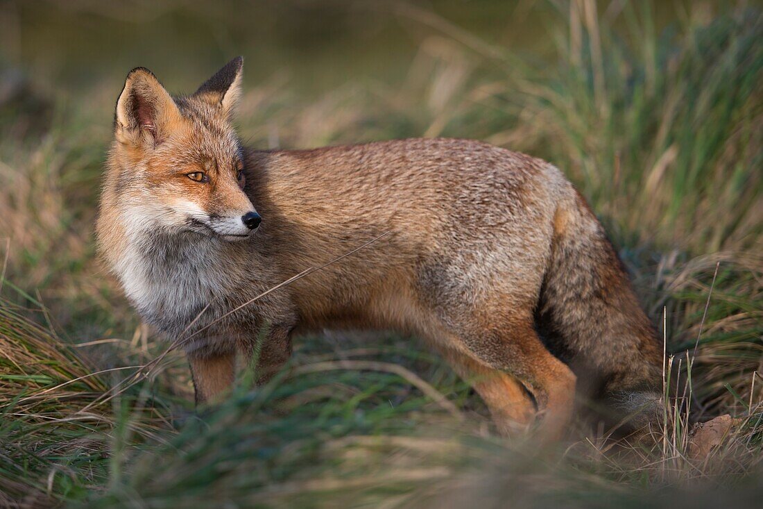 Red Fox ( Vulpes vulpes ) adult,stands in high grass of a meadow,watching over its shoulder,full body side view,last sunlight,warm tones,wildlife,Europe.