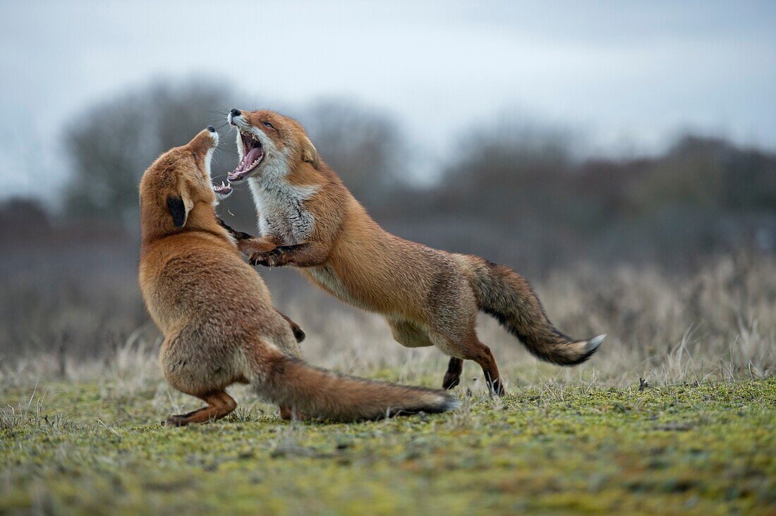 Rotfüchse (Vulpes Vulpes) im aggressiven Kampf, kämpfen, beißen, weit geöffnete Kiefer, gegenseitig angreifen, während der Brunft.