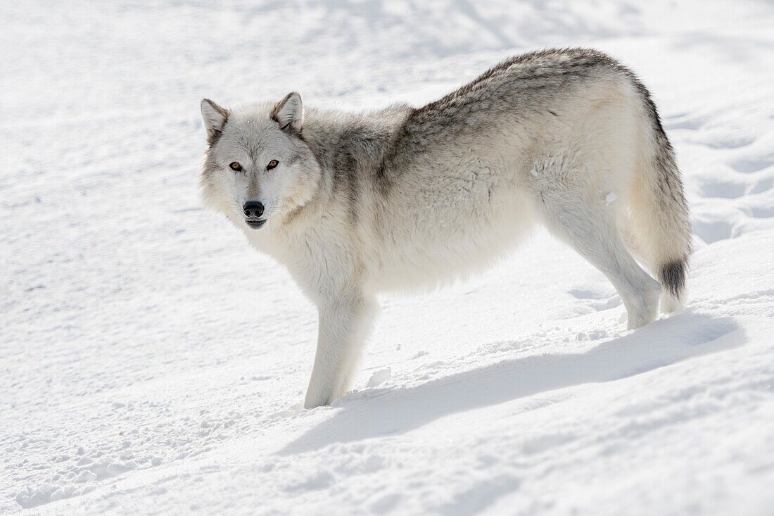 Grauer Wolf / Wolf (Canis lupus), im Winter, im Tiefschnee stehend, aufmerksam beobachten, schönes Winterfell, bernsteinfarbene Augen, Yellowstone-Gebiet, Montana, USA.