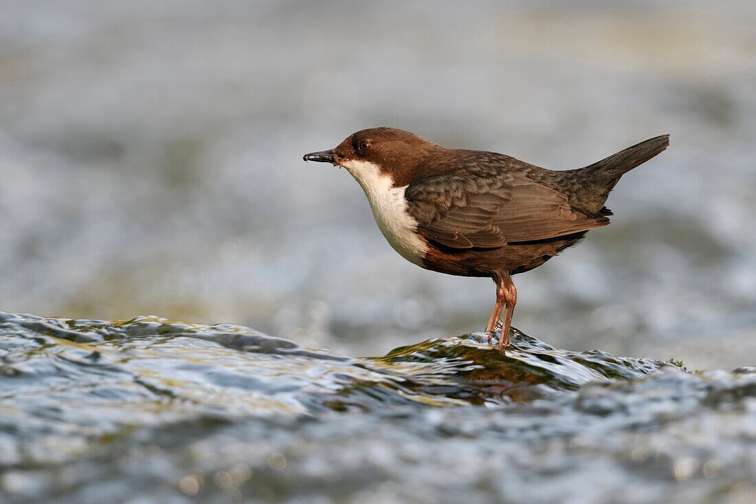 White throated Dipper ( Cinclus cinclus ) standing in fast flowing river,hunting,with prey,side view,wildlife,Europe.