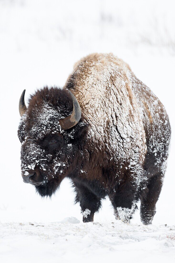 Amerikanischer Bison (Bison Bison) im Winter, bedeckt mit Schnee und Eis, bei rauem Winterwetter, Yellowstone NP, USA.