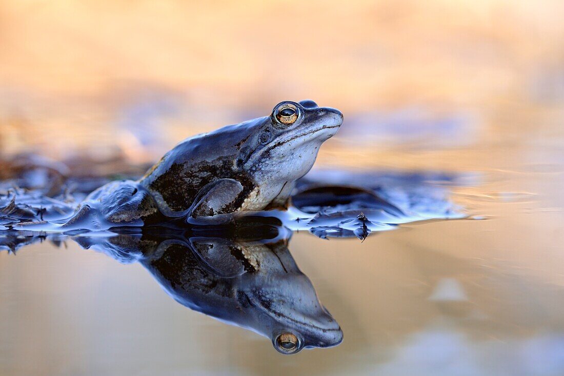 Moor Frog ( Rana arvalis ),blue coloured male,sitting on reed stems in a pond during its mating season in spring.