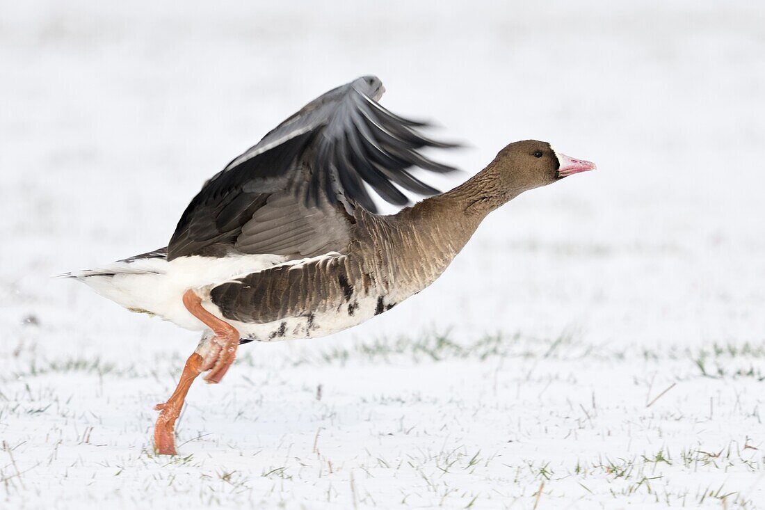 Blässgans (Anser albifrons), arktischer Wintergast, Abheben, Laufen zum Abheben von schneebedecktem Ackerland, Tierwelt, Europa.