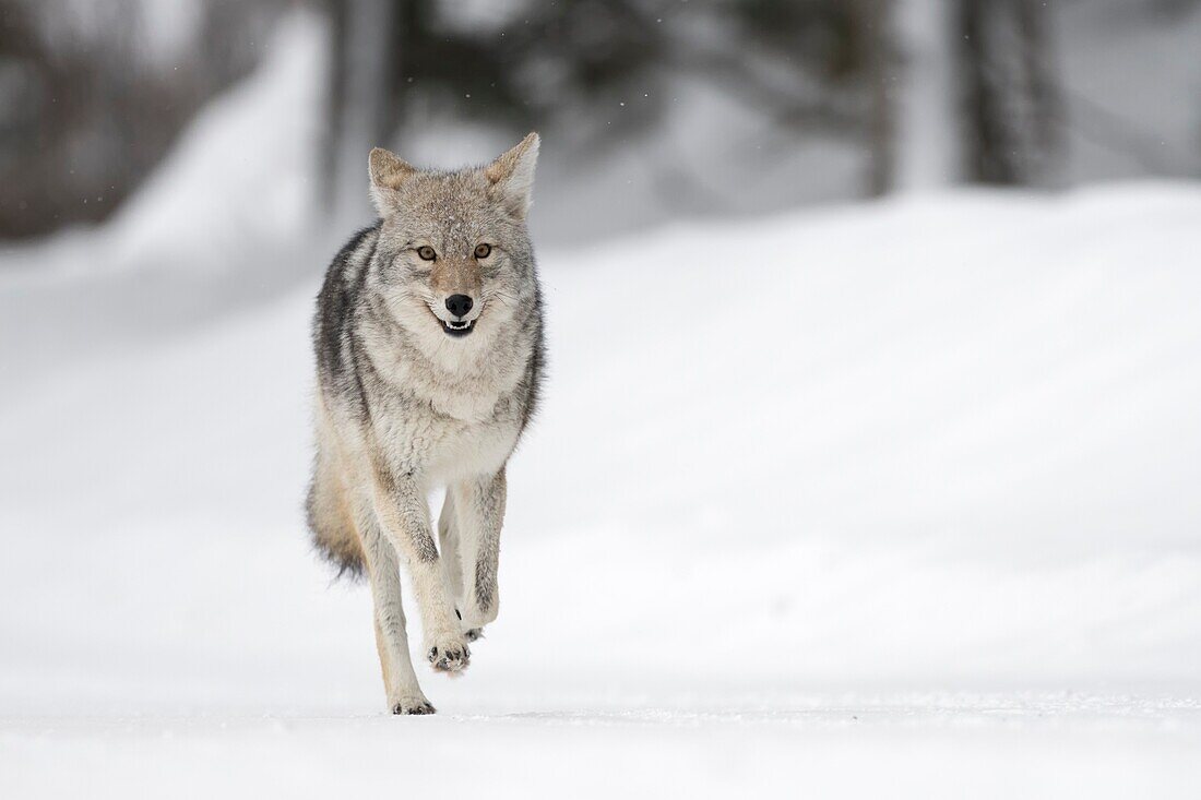 Kojote (Canis Latrans) im Winter, hoher Schnee, in Eile, Laufen, Frontalansicht, scheint glücklich zu sein, sieht lustig aus, Yellowstone NP, Wyoming, USA..