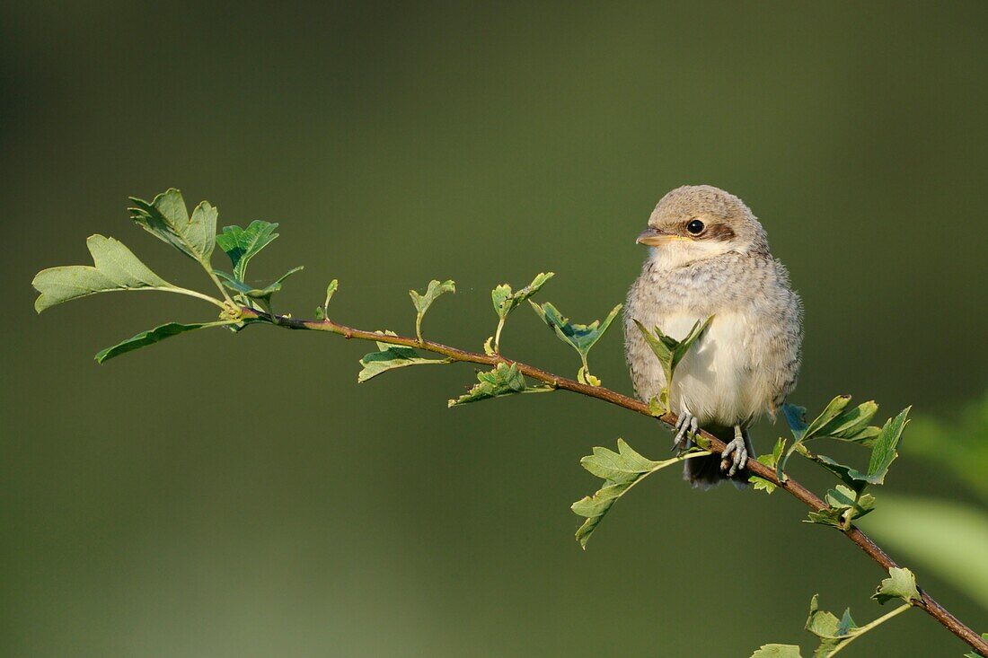 Neuntoeter (Lanius collurio), junger Heranwachsender, thront auf einem Busch, typischer Heckenvogel, gefährdete Arten, Tierwelt Europa.