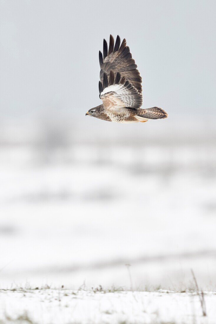 Common Buzzard / Maeusebussard ( Buteo buteo ) in winter,flying over snow covered meadows,starts hunting flight,wildlife,Europe..