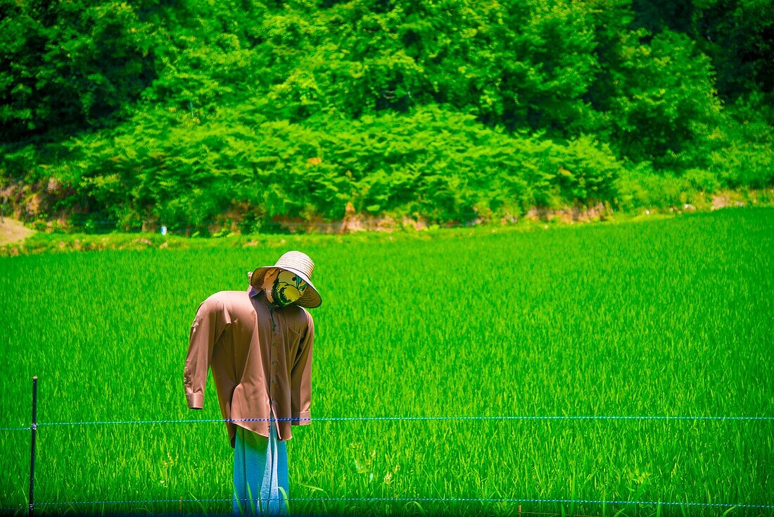 Reisfeld in Toyama, Japan. Japan ist ein Land in Ostasien.