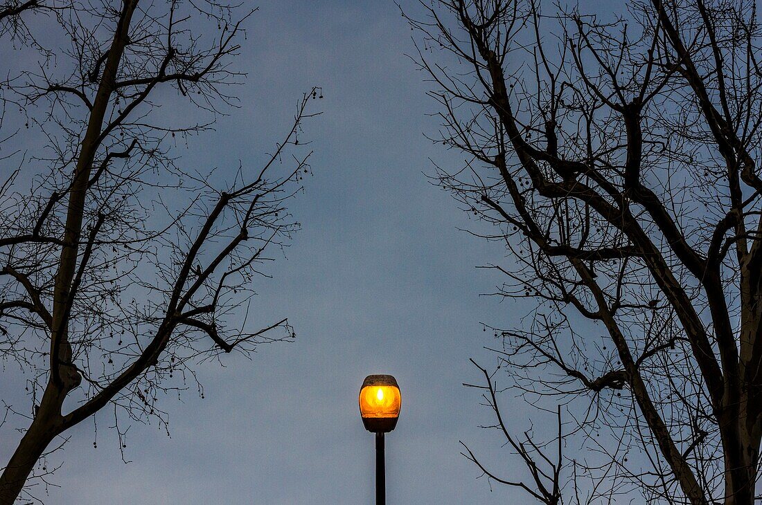 An illuminated streetlight between bare winter branches in Berlin,Germany.