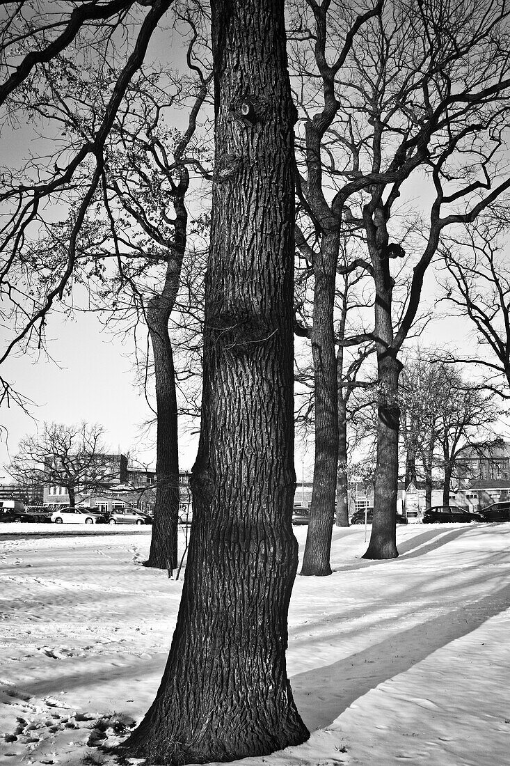 Bäume im Schnee in Berlin, Deutschland.