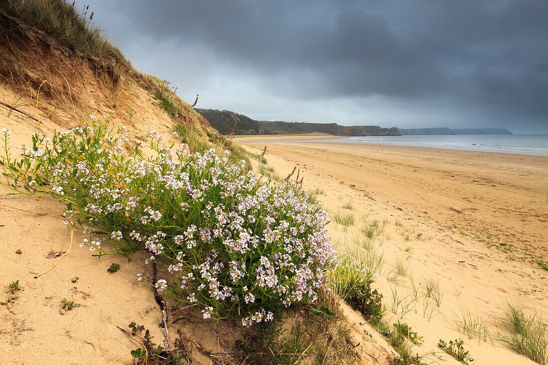 Oxwich Beach on the South coast of the Gower Peninsular in South Wales,captured during a brief spell of sunlight on a stormy morning in April.