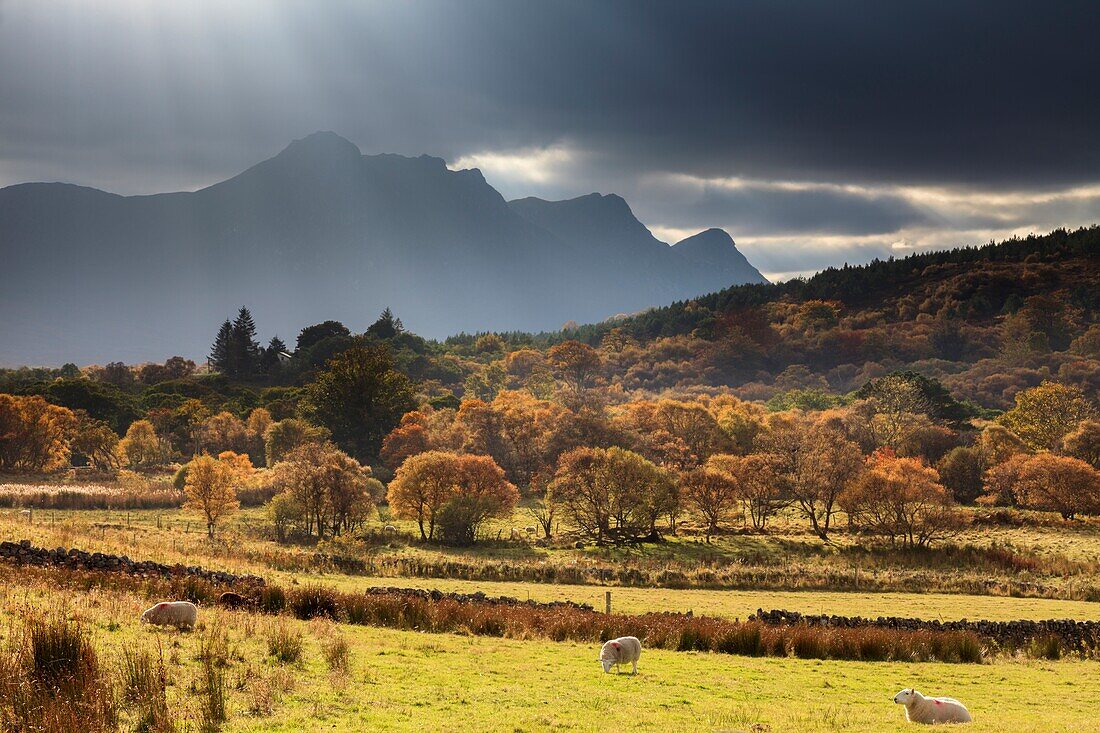 Shafts of light over Ben Loyal,captured in early November from near Tongue in the far north of Scotland.