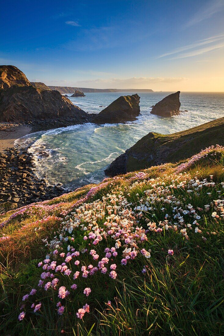 Samphire Island in der Nähe von Portreath an der Nordküste von Cornwall, aufgenommen vom Küstenpfad, kurz vor Sonnenuntergang Mitte Mai.