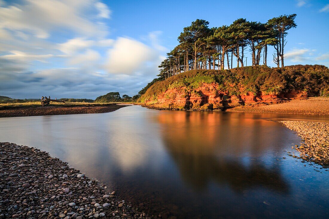 Ein Baumbestand am River Otter, in der Nähe von Budleigh Salterton, in South East Devon.