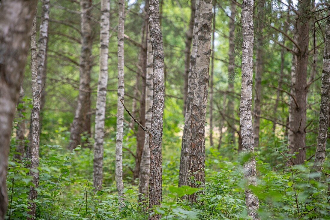 Tree trunks in the woods,Kruszyniany,Poland.