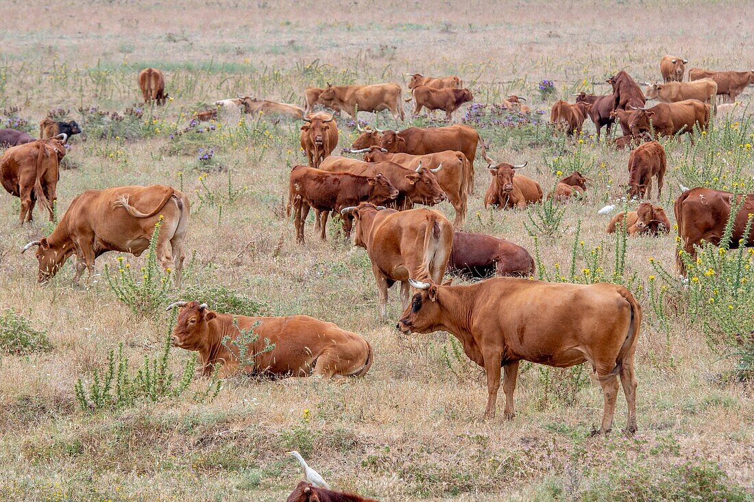 Cattle Grazing Among Land,Tarifa,Cadiz,Andalusia,Spain.
