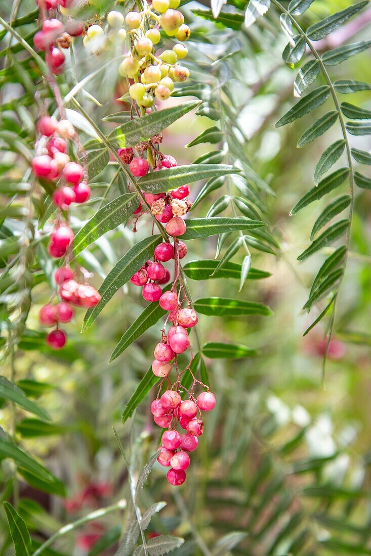 Rosa Pfefferkörner (Schinus Molle) wachsen auf Zweigen des peruanischen Pfefferbaums, Oase Tighmert, Marokko.
