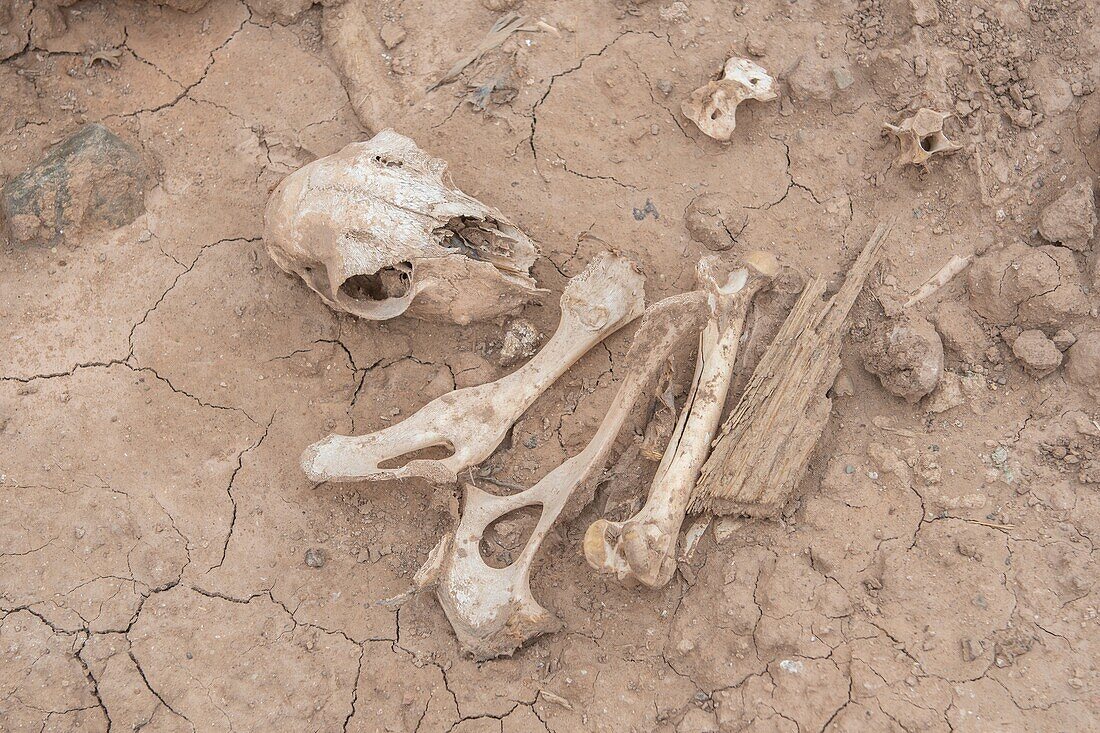 Skull and Bones of a sheep,Foum Zguid,Morocco.