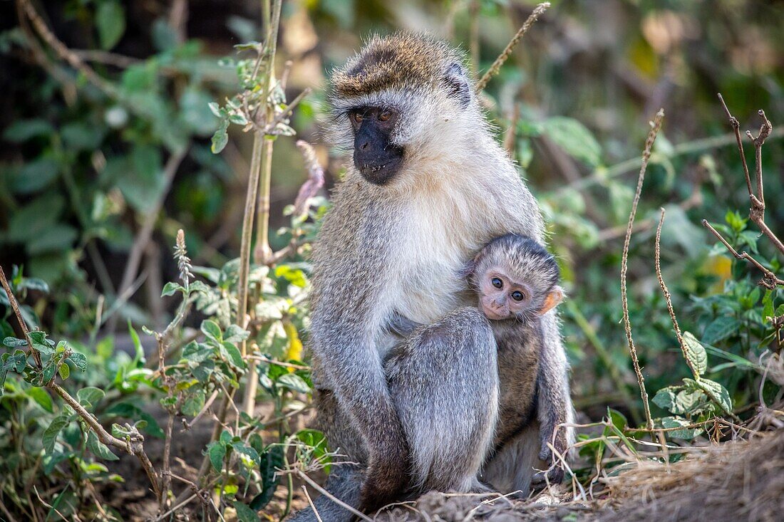 Vervet monkey with infant (Chlorocebus pygerythrus) Nakuru National Park,Kenya.