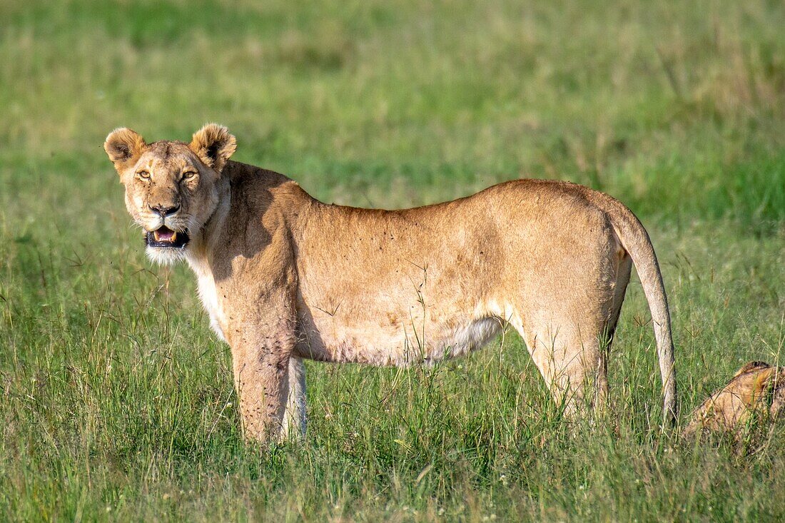 Ein weiblicher Löwe (Panthera leo) im Masai Mara Nationalpark, Kenia, Afrika.