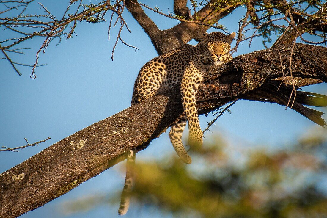 Masai Mara National Reserve, Kenia, Leopard (Panthera Pardus).