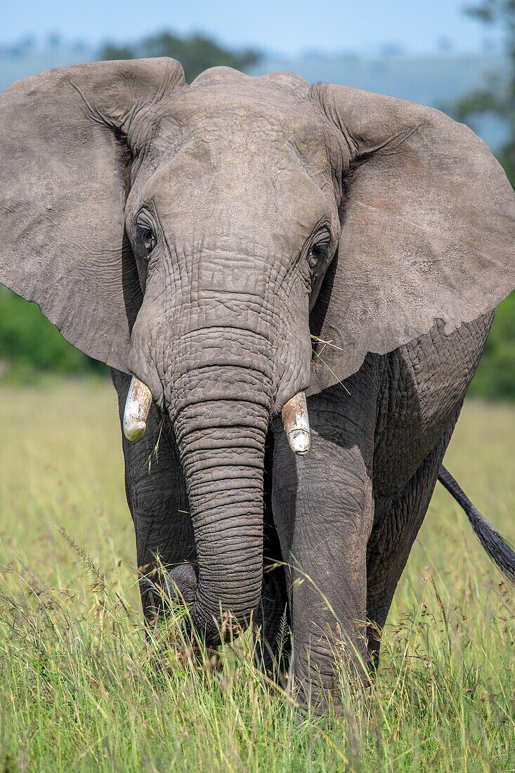 Eine Frontalansicht eines afrikanischen Buschelefanten (Loxodonta africana), auch bekannt als afrikanischer Savannenelefant in der Masai Mara National Reserve, Kenia.